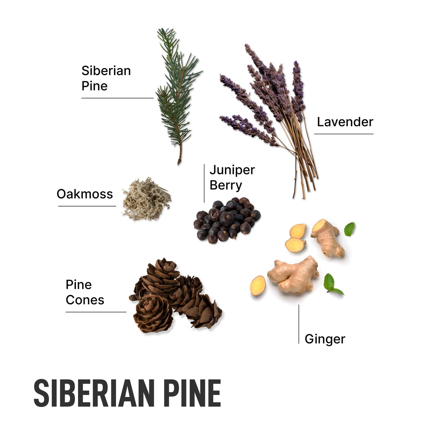 Siberian Pine-