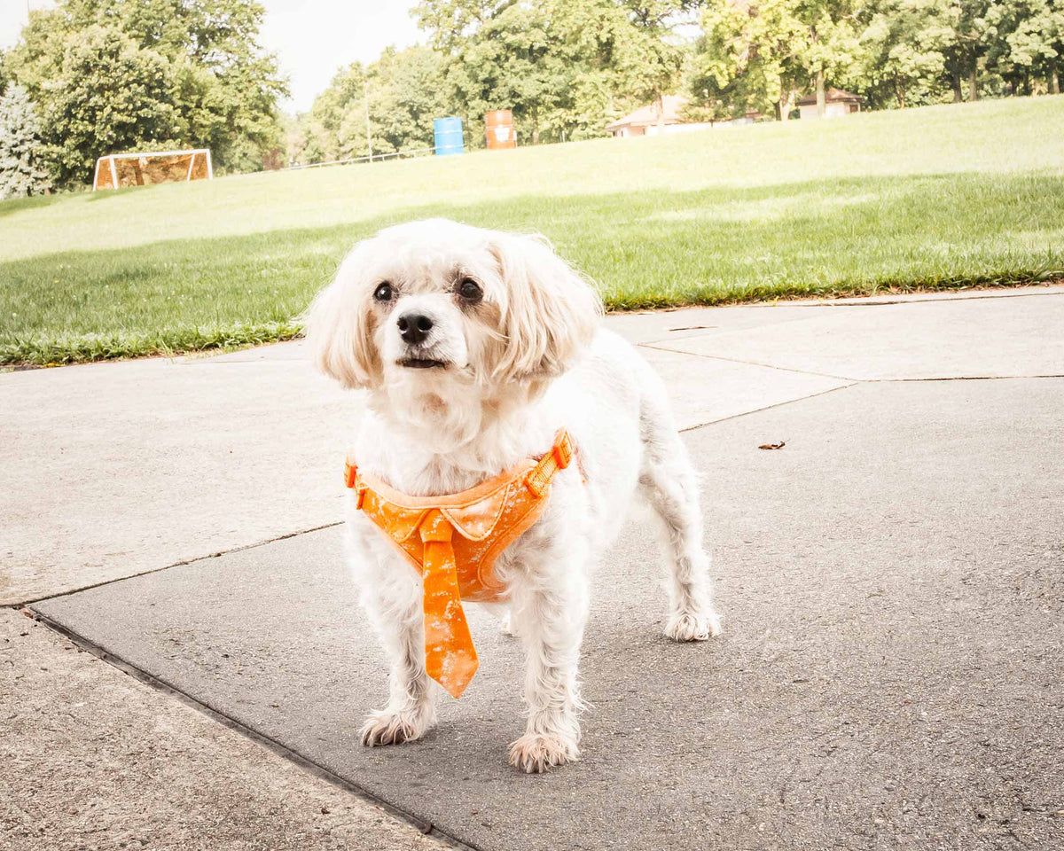 Orange-