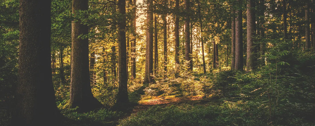 How To Spend Your Summer Vacation - PROOZY