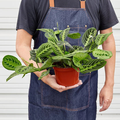 House Plant Shop Maranta 'Lemon Lime'