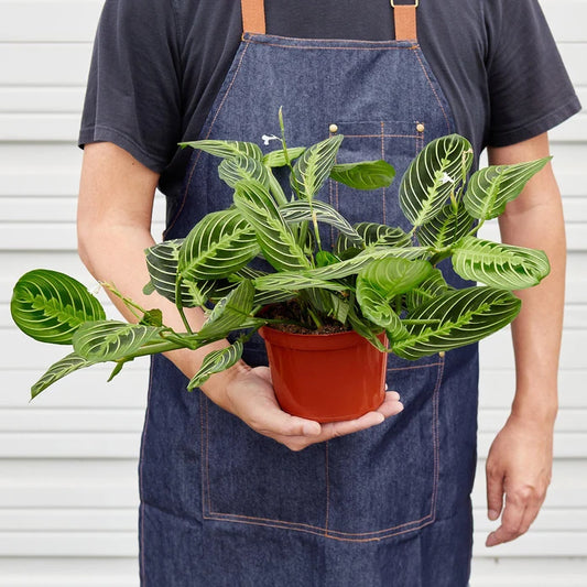 House Plant Shop Maranta 'Lemon Lime'