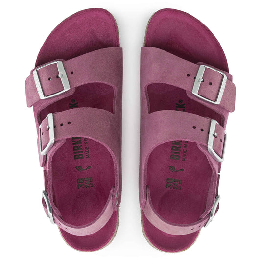 Fuchsia-