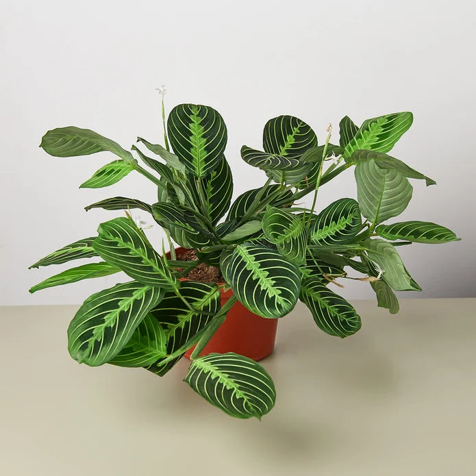 House Plant Shop Maranta 'Lemon Lime'
