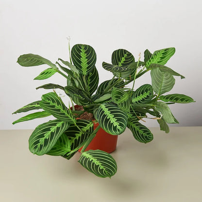House Plant Shop Maranta 'Lemon Lime'