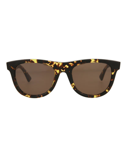 Havana Havana Brown-