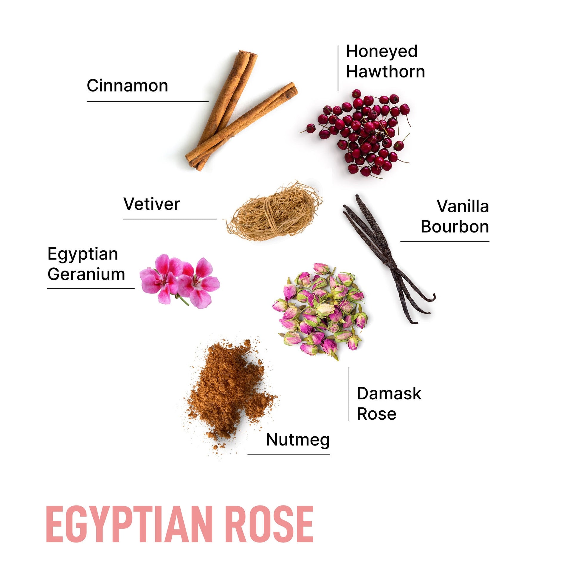 Egyptian Rose-