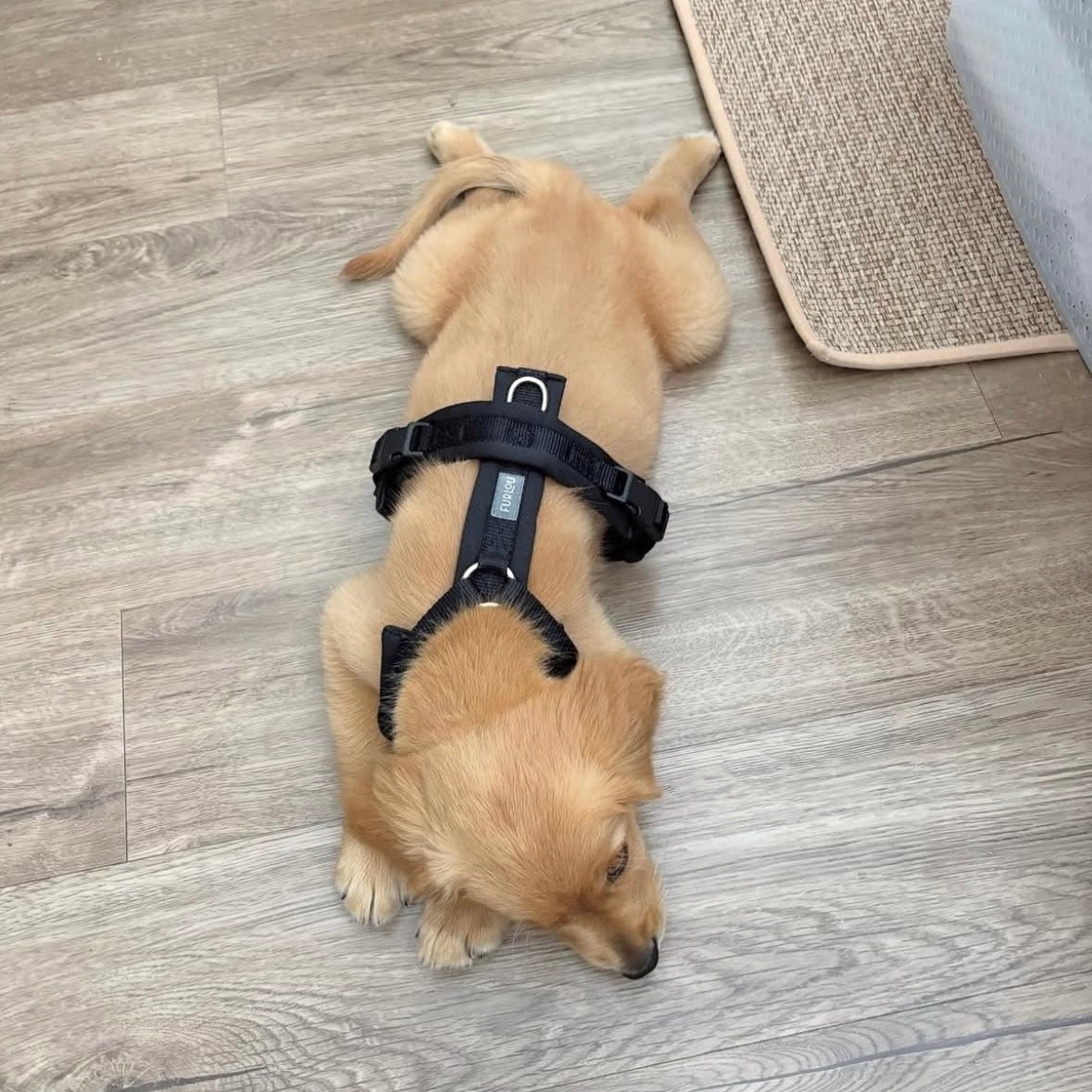 Black - Comfort Dog Harness