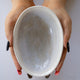 Oyster Shell