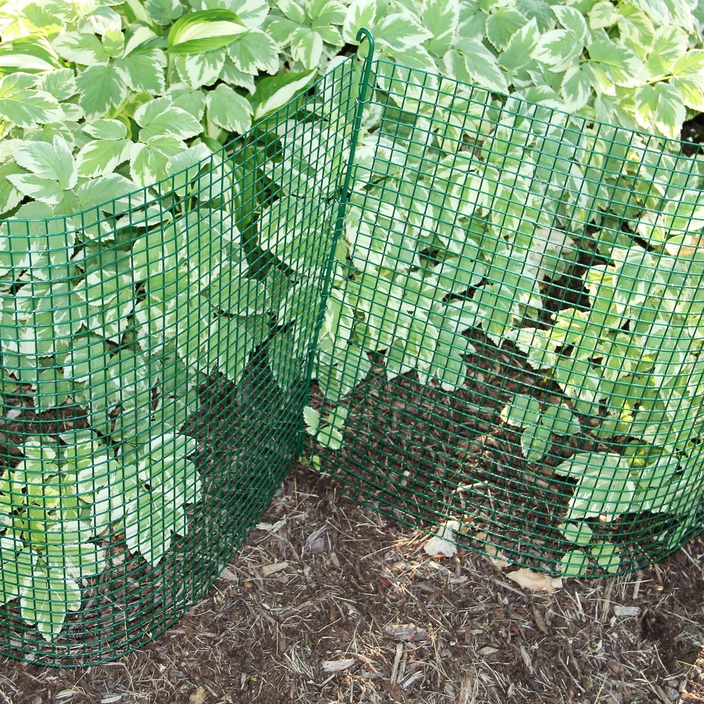 Green-