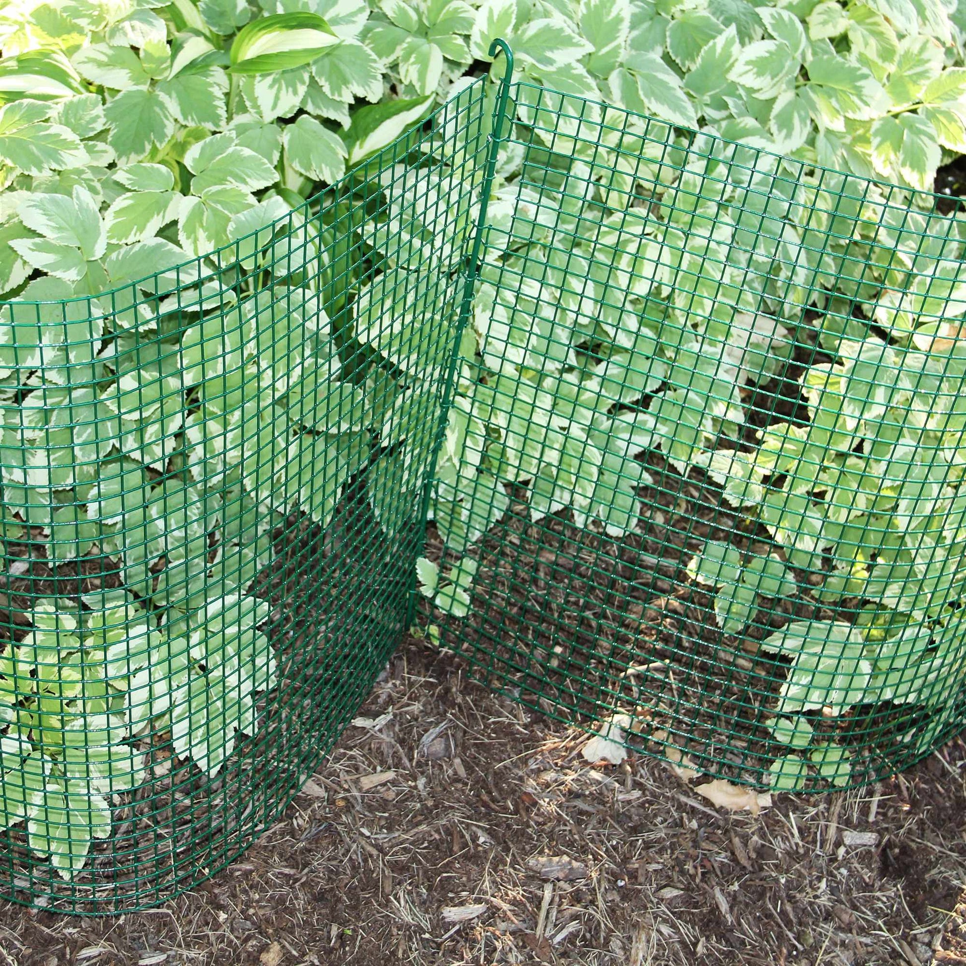 Green-