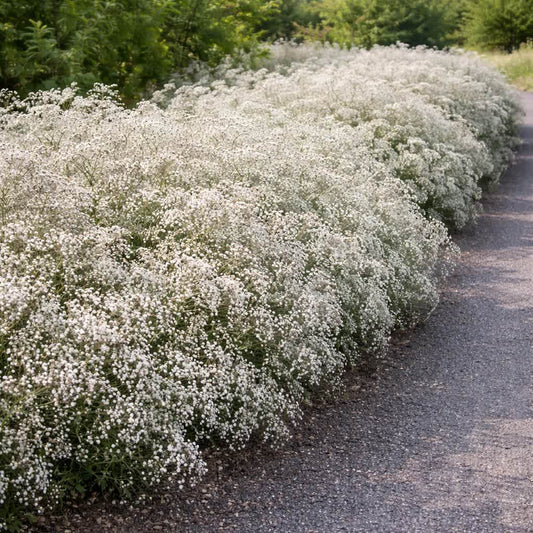 White-