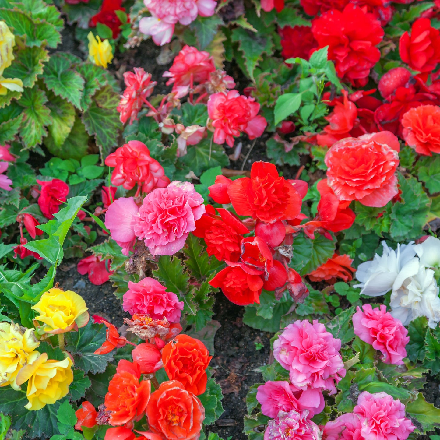 Multiple Colors-