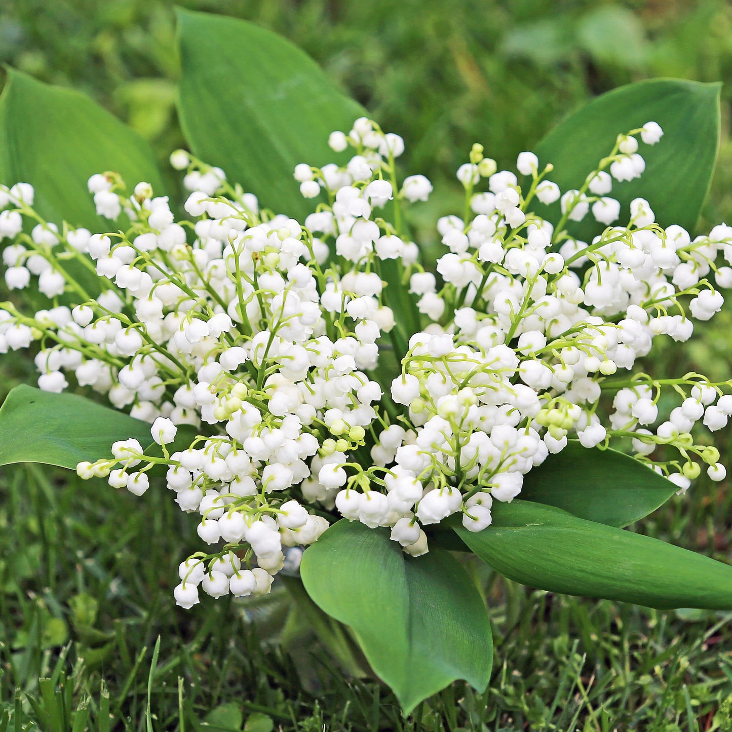White-