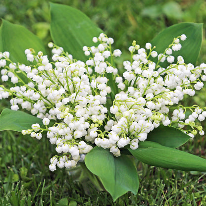 White-
