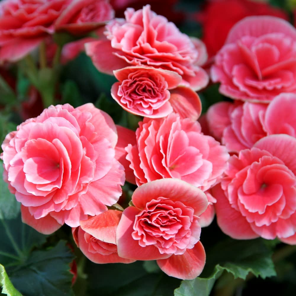 Pink-