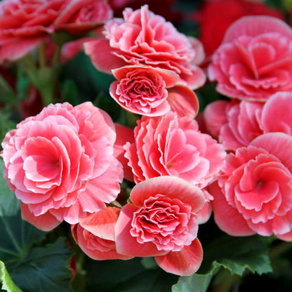 Pink-