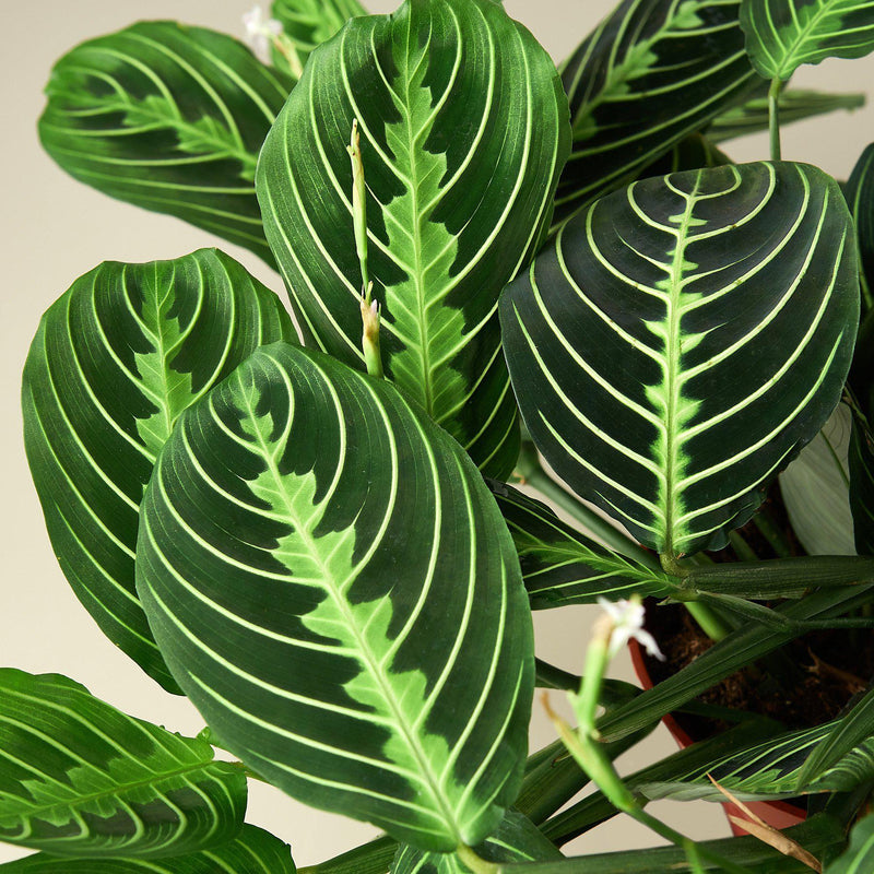 Green-