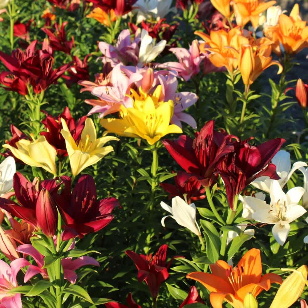Multiple Colors-
