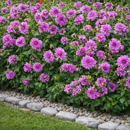 Purple-