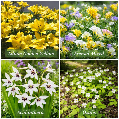 Multiple Colors-