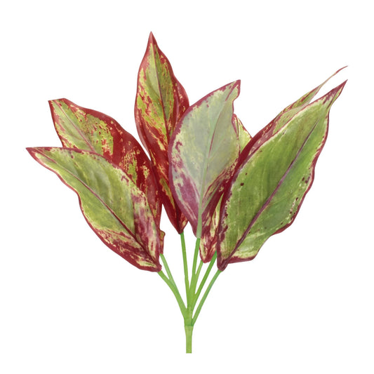Melrose International Variegated Foliage Plant (Set of 6)