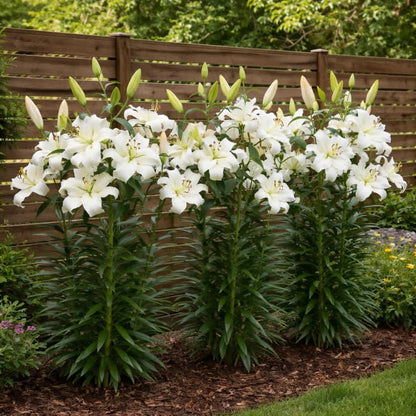 White-