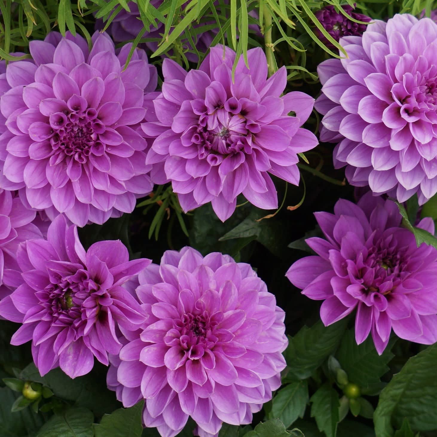 Purple-
