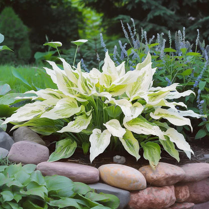 White-
