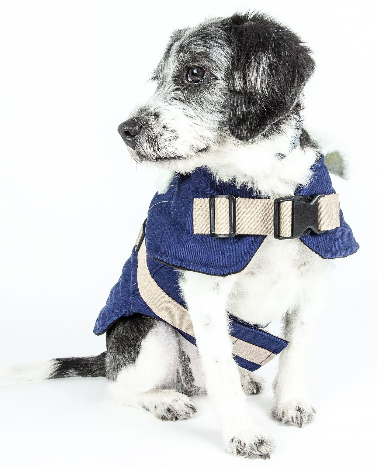 Royal Blue-
