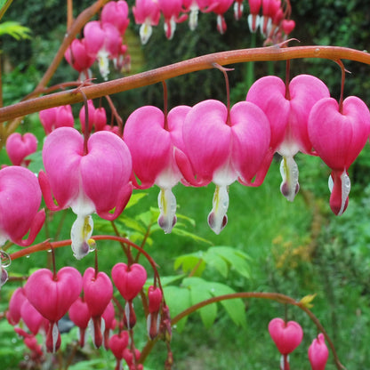 Pink-