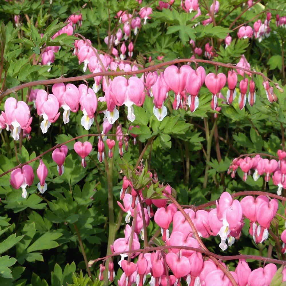 Pink & White-