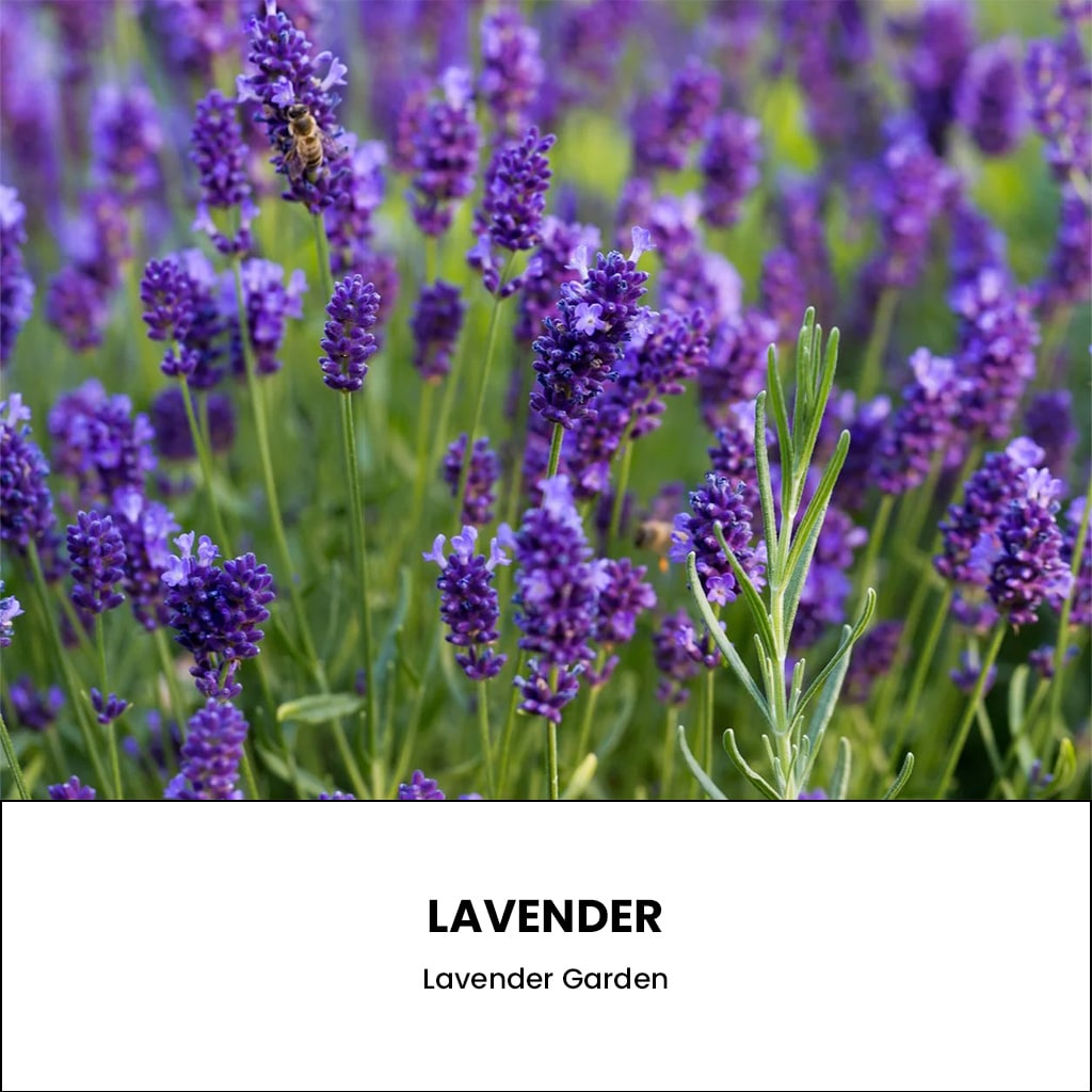 Passion Pink (Set of 2)-