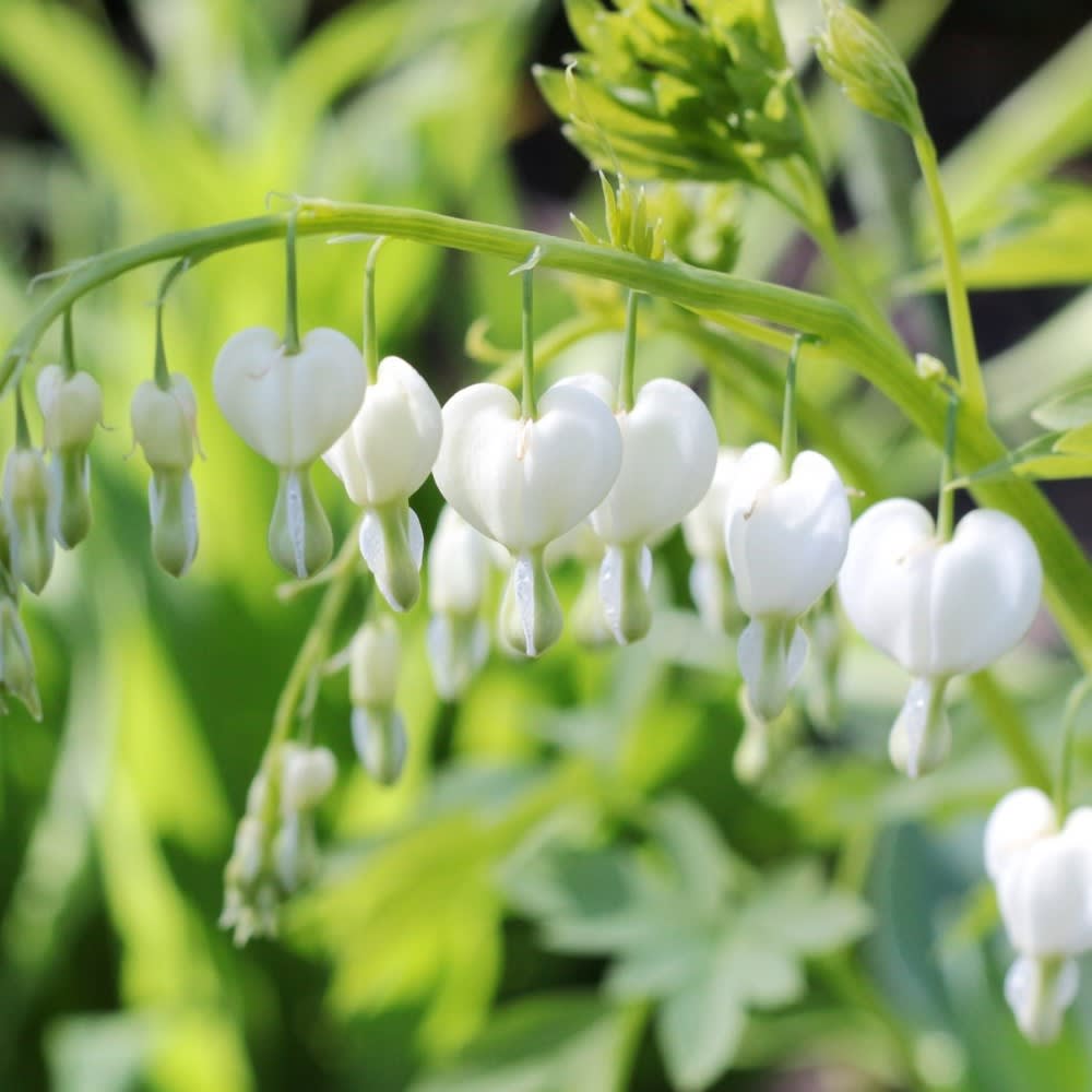 White-