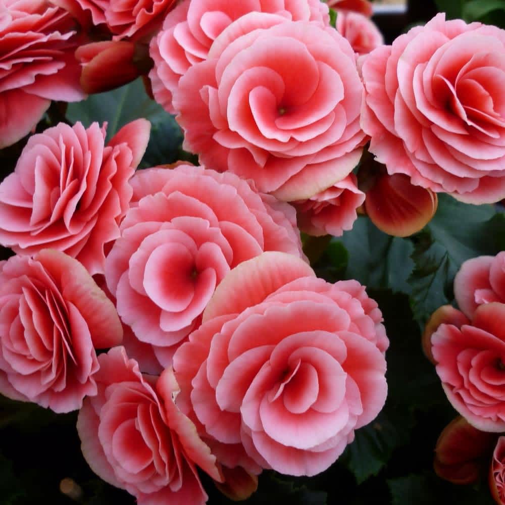 Pink-