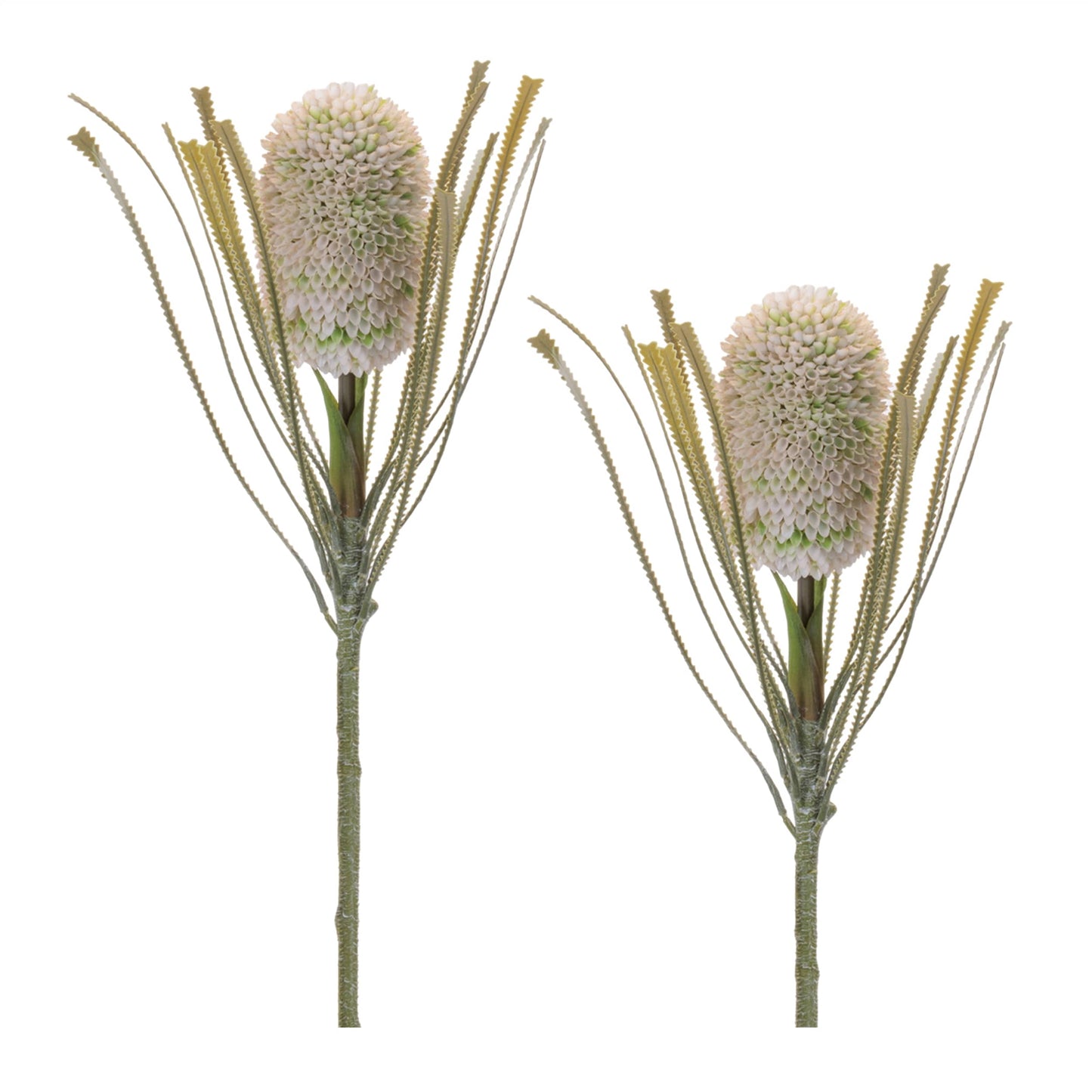 Melrose International Protea Floral Stem (Set of 2)
