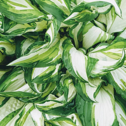 Green & White-