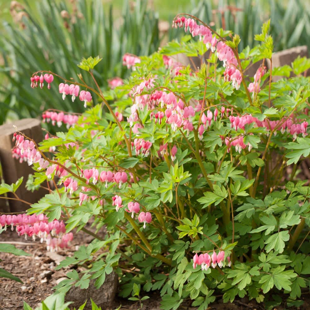 Pink-