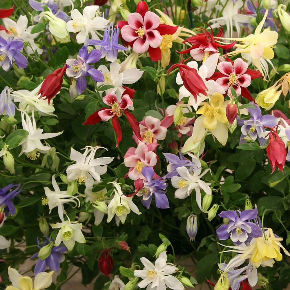 Multiple Colors-
