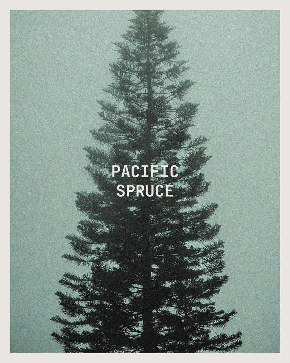 Pacific Spruce Candle-