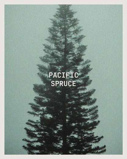 Pacific Spruce Candle-