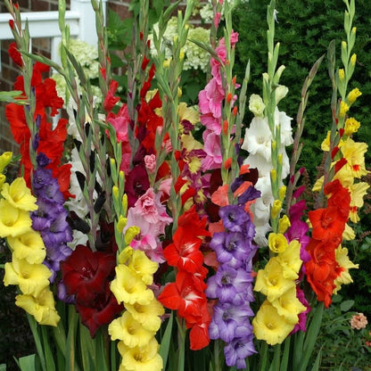 Multiple Colors-
