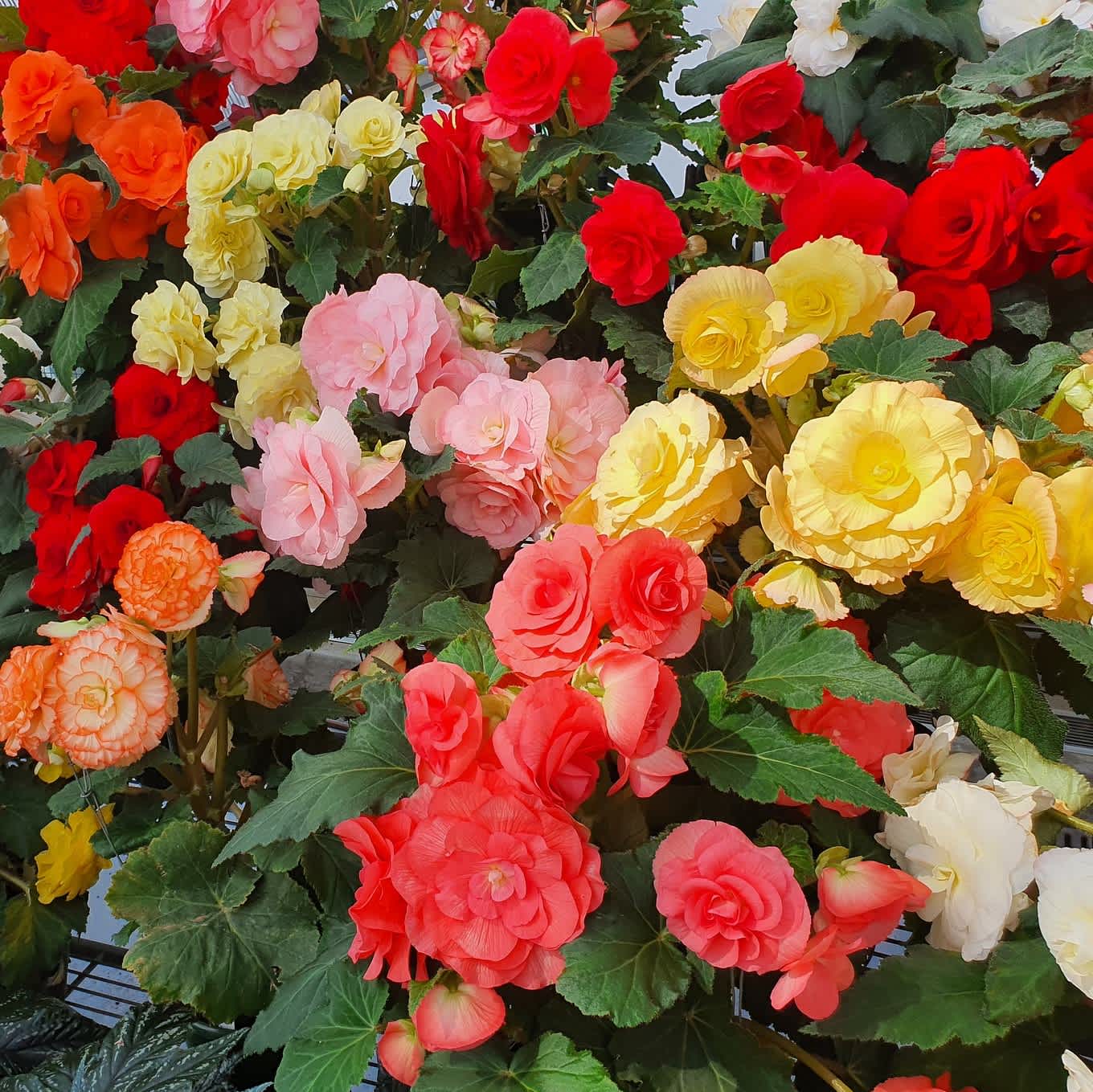 Multiple Colors-