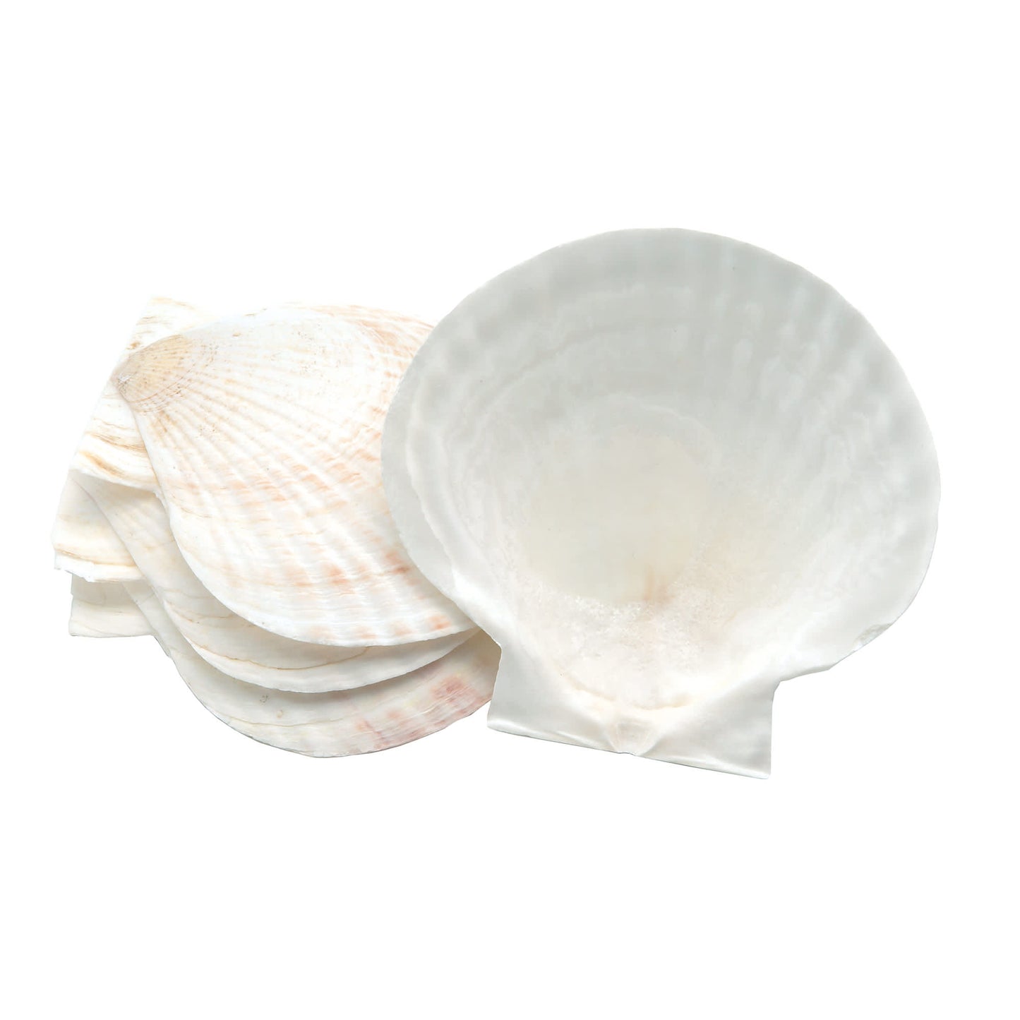 Natural Shell-