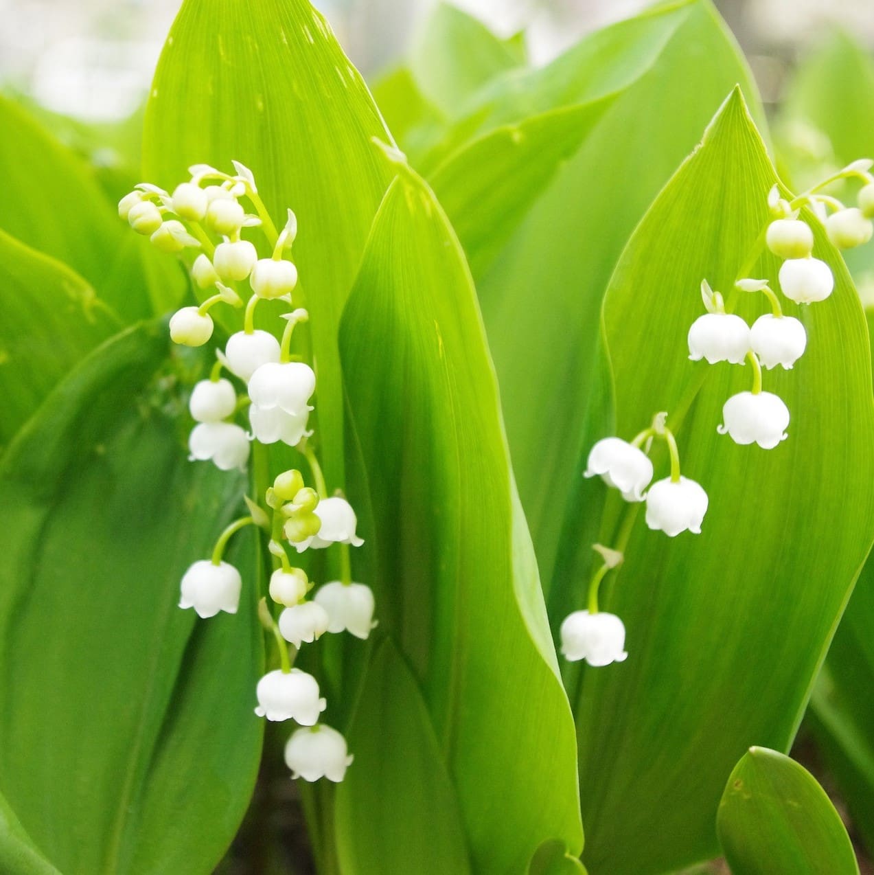 White-