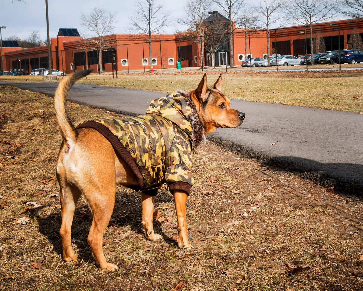 Forest Camouflage-