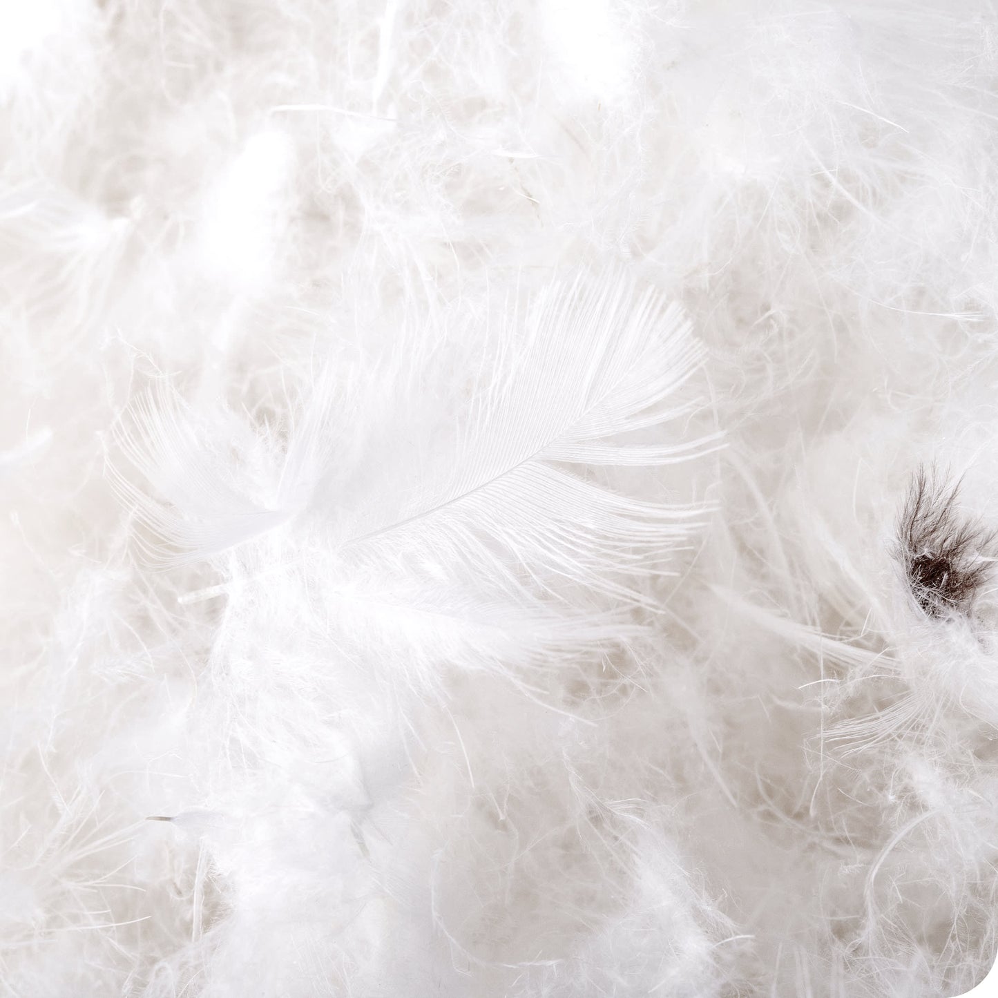 White-