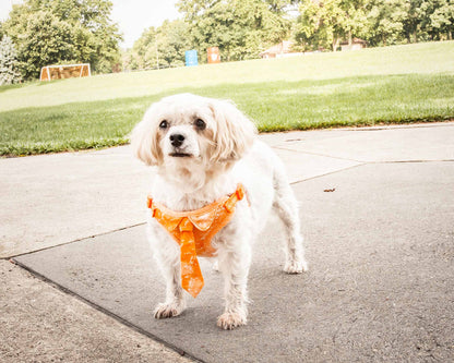 Orange-