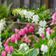 Pink & White