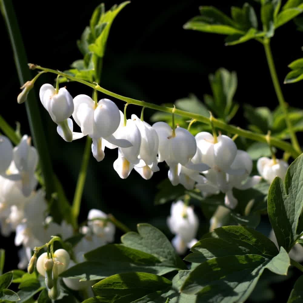 White-
