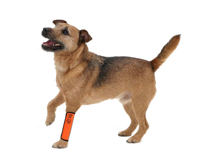 Orange-